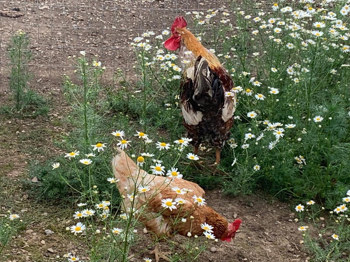 Farm stay Stefflhof Gabersdorf