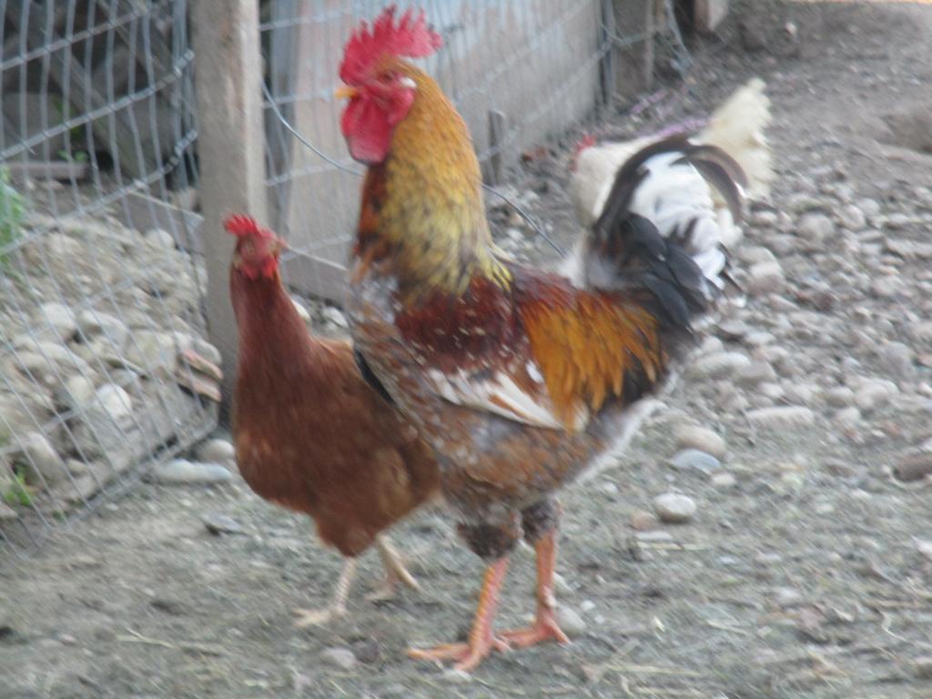 Farm stay Stefflhof *